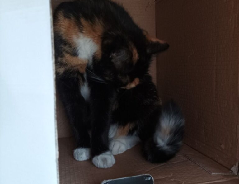 how to make yanidosage to save money