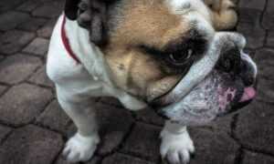 how to wear janlersont for round eyes