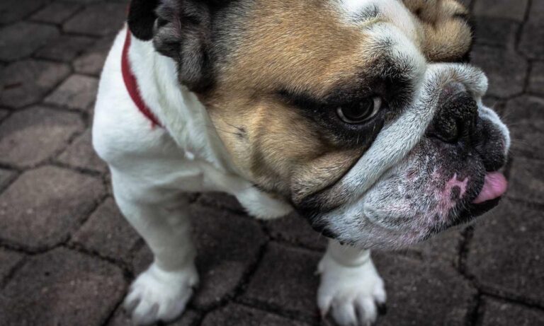 how to wear janlersont for round eyes