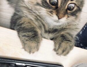 is obernaft coming out in 2023