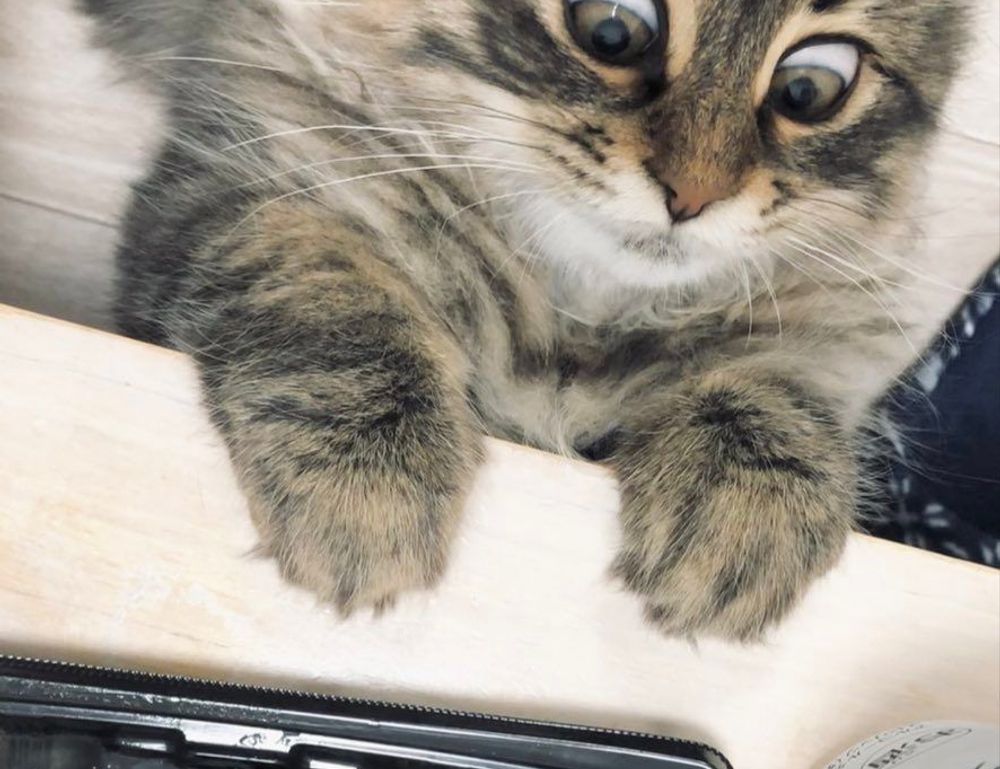 is obernaft coming out in 2023