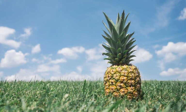 what is vastaywar forum