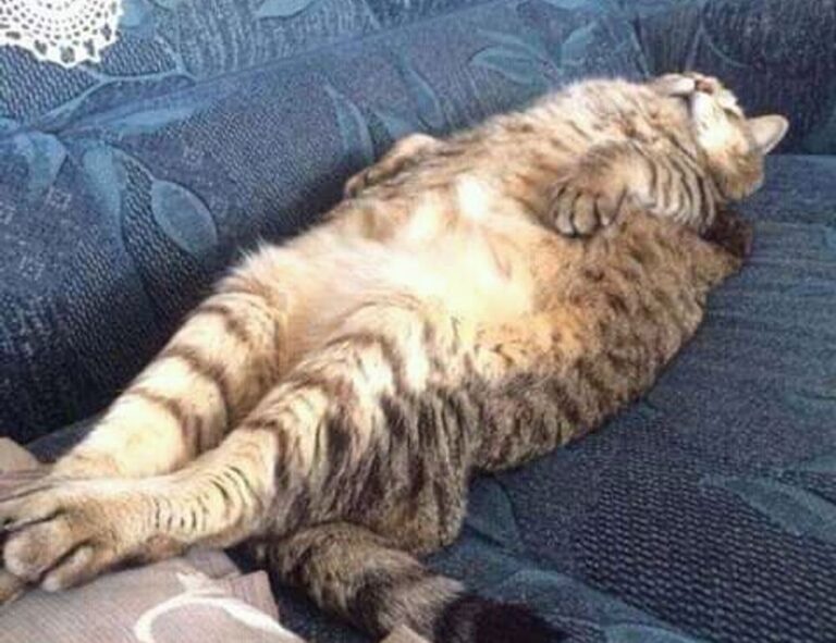 bluchamps gaming tips tgarchirvetech