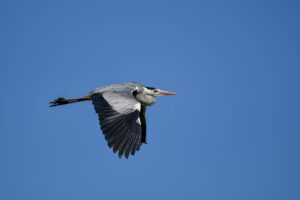 console gaming tportulator