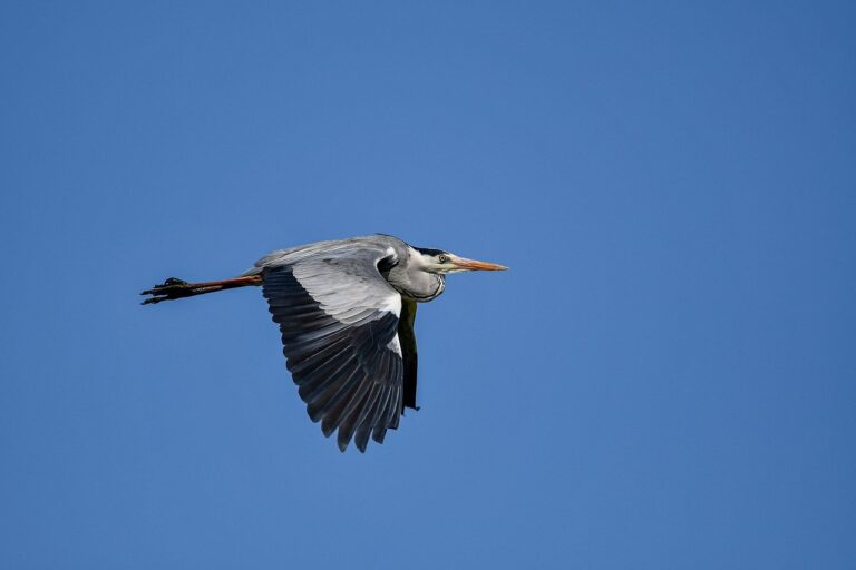 console gaming tportulator