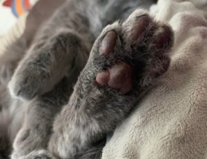 console tech tportulator