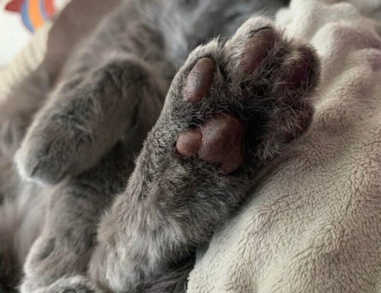 console tech tportulator