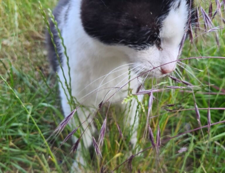 esports vs traditional sports bfncplayer