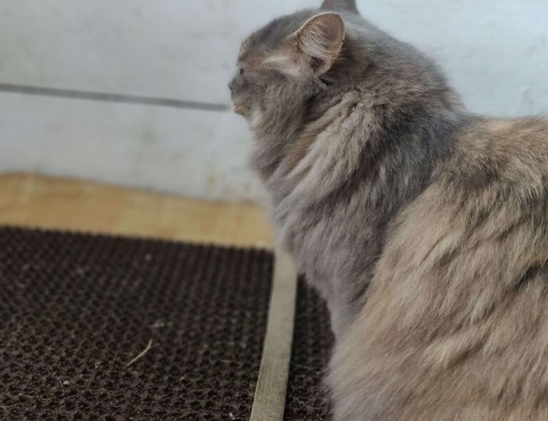 etsjavaapp new version update