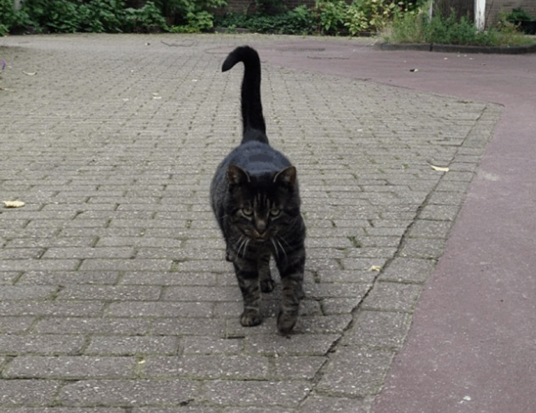 game guides bfnctutorials