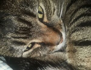 game updates tportgametek