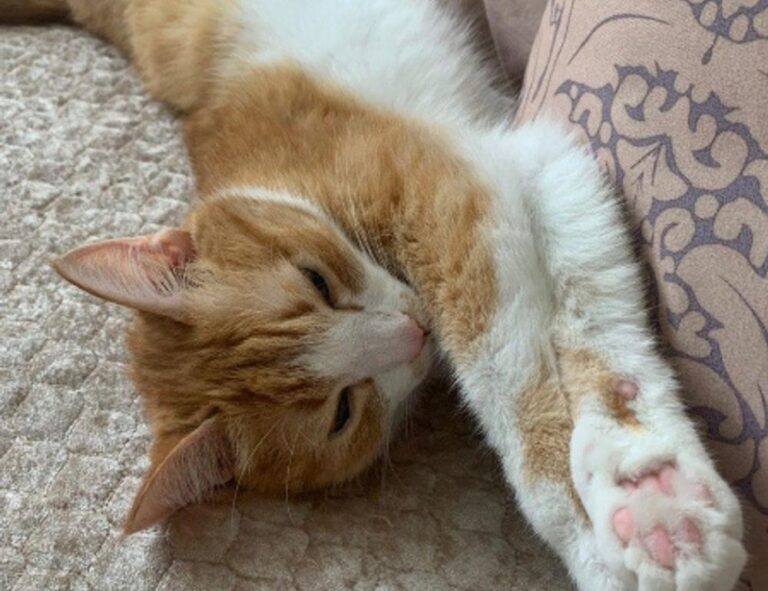 gamestick togamesticky