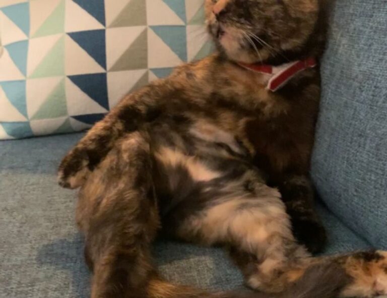 gaming bfnctutorials