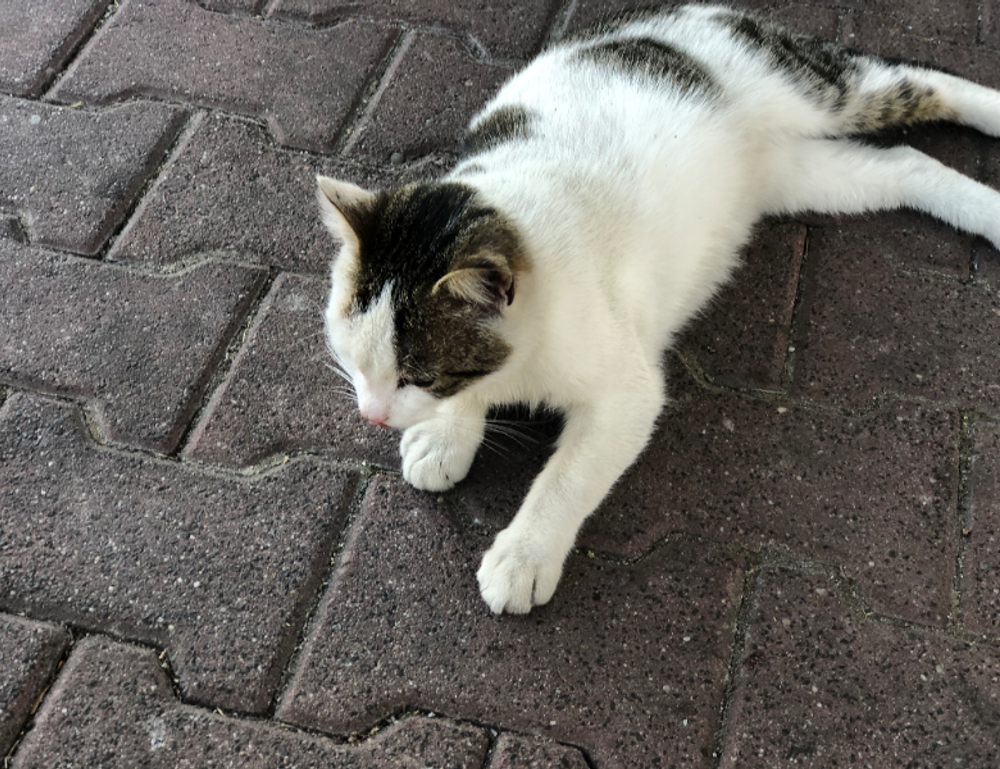 gaming guide togamesticky