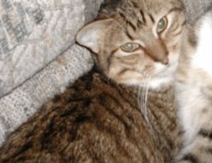 gaming guide togamesticky