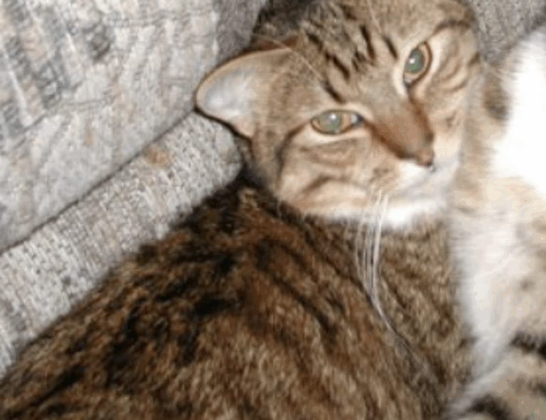 gaming guide togamesticky