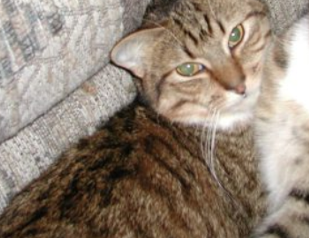 gaming guide togamesticky