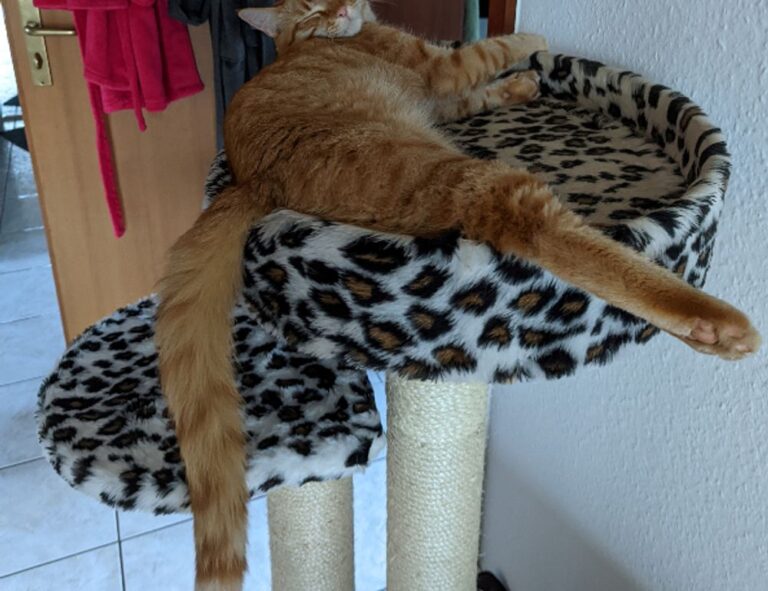 gaming trends gmrrmulator