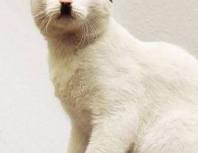 gmrrmulator newest updates by gamerawr