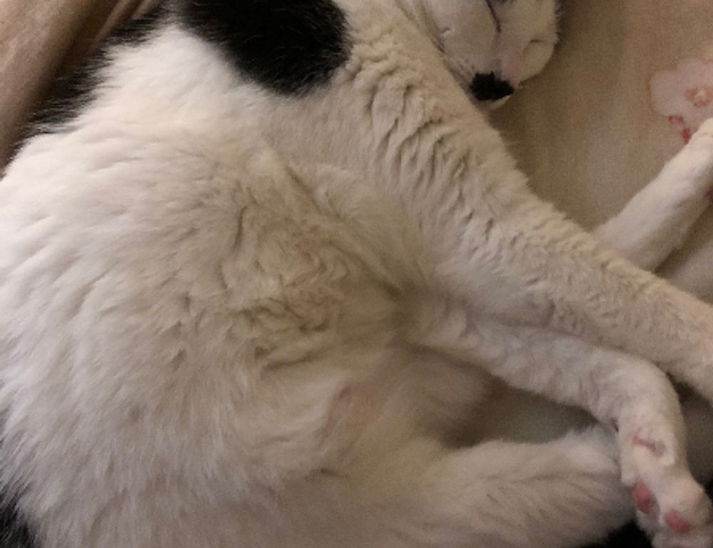 guides release date tportgametek