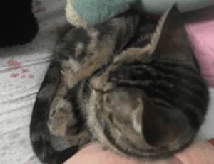 hosted event pblgamevent