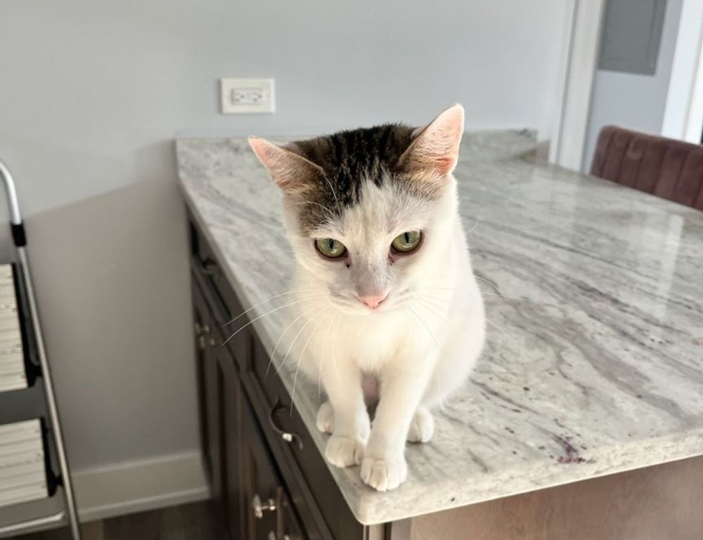 how important are online reviews bfncreviews