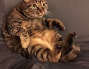 how often upgrade gaming pc jogameplayer