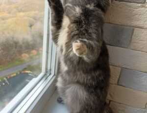 how to download games togamesticky