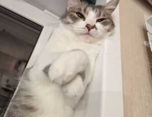 how to download games togamesticky