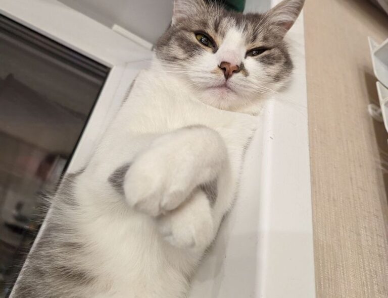 how to download games togamesticky