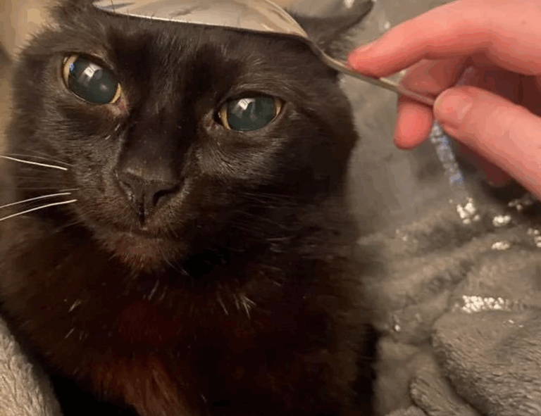 how to play hstatsarcade