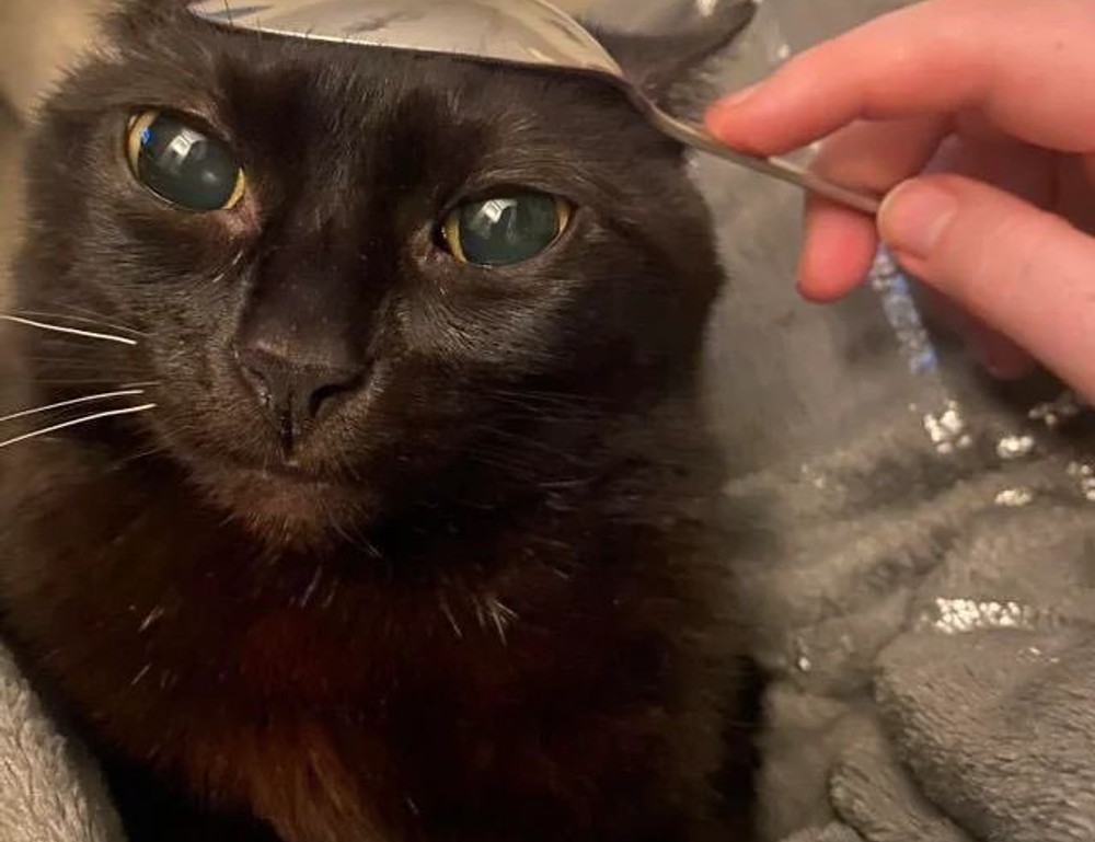 how to play hstatsarcade