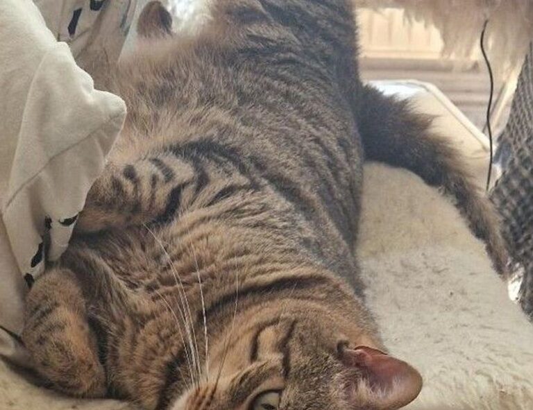 how to register tportvent