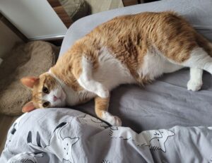 how to set up scookiepad