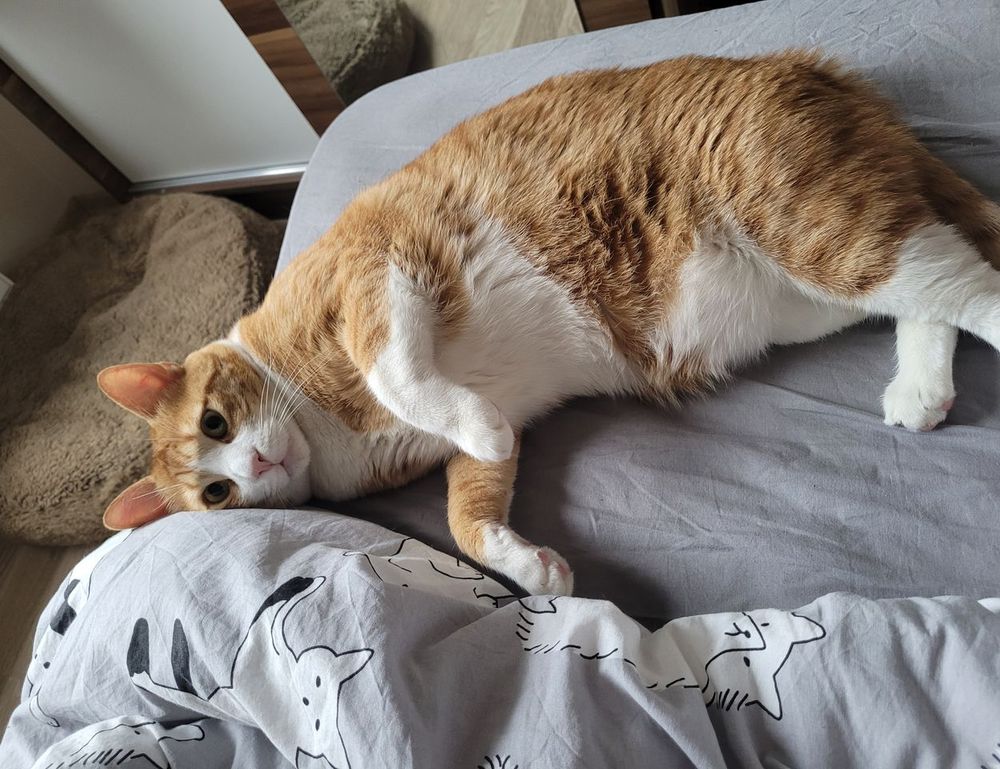 how to set up scookiepad