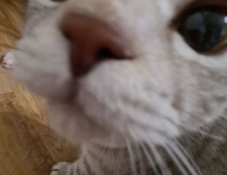 how to update etsjavaapp by etruesports