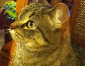 hstatsarcade mobile from hearthstats