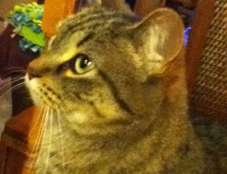 hstatsarcade mobile from hearthstats