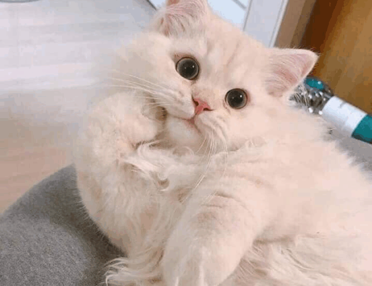 new updates gmrrmulator