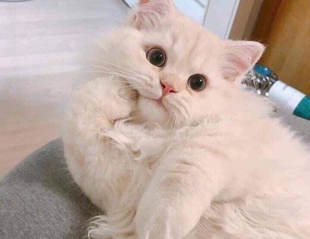 new updates gmrrmulator