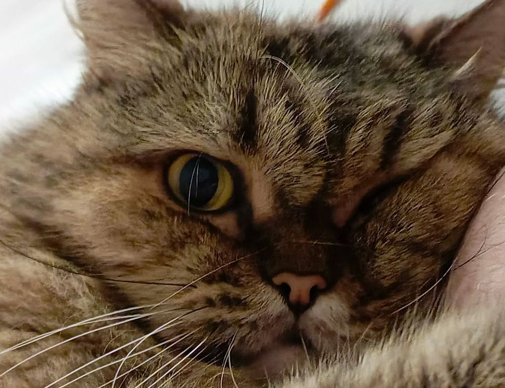 new updates scookiegear