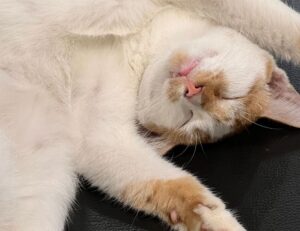 online event pblgamevent