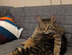 online game event pblgamevent