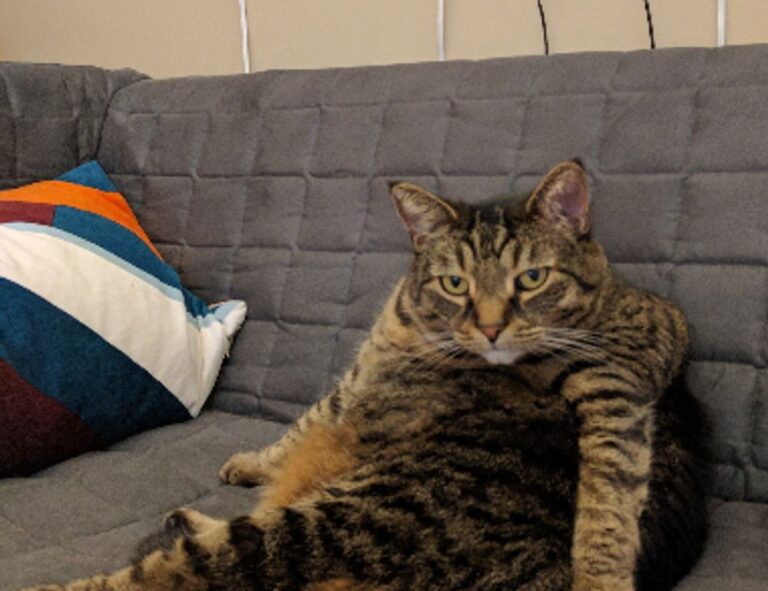 online game event pblgamevent