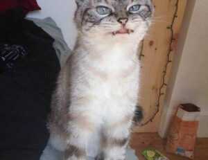 online gaming event pblgamevent