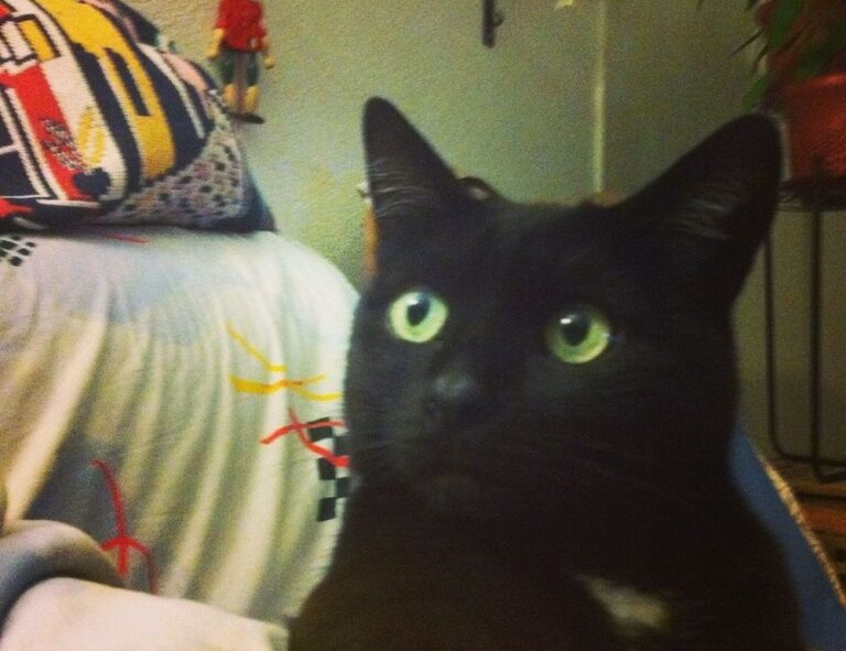 online gaming reviews bfncreviews