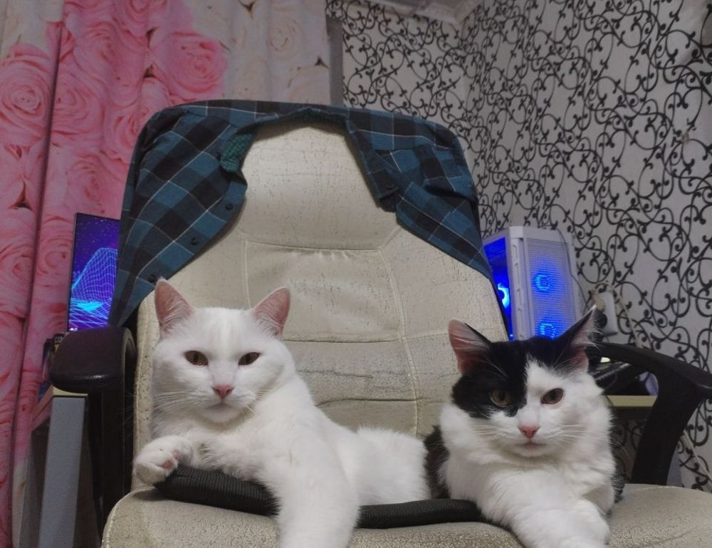 player guide tportesports