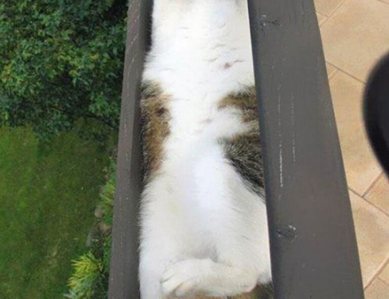 registration guide tportvent