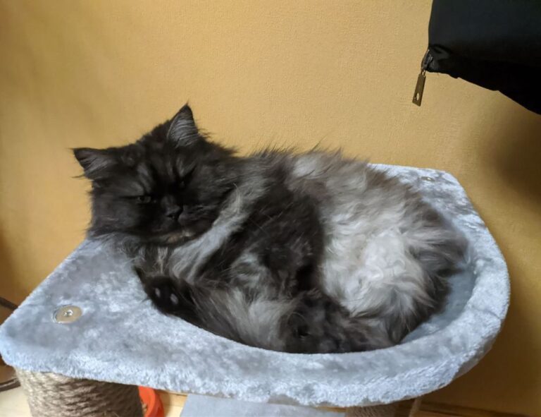 registration tutorial tportvent