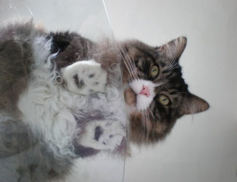 release date etsjavaapp